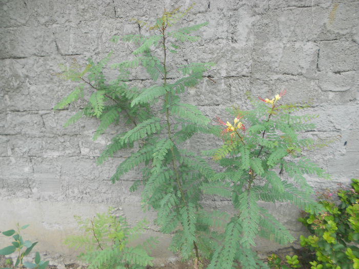 caesalpinia giliesii