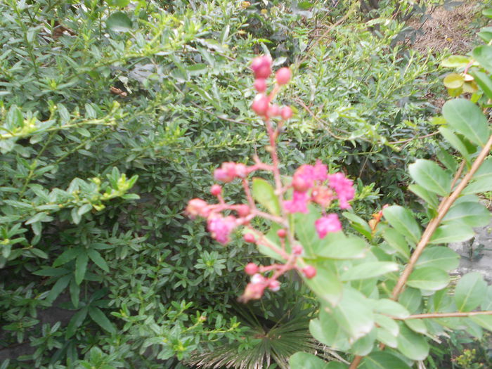 lagerstroemia indica