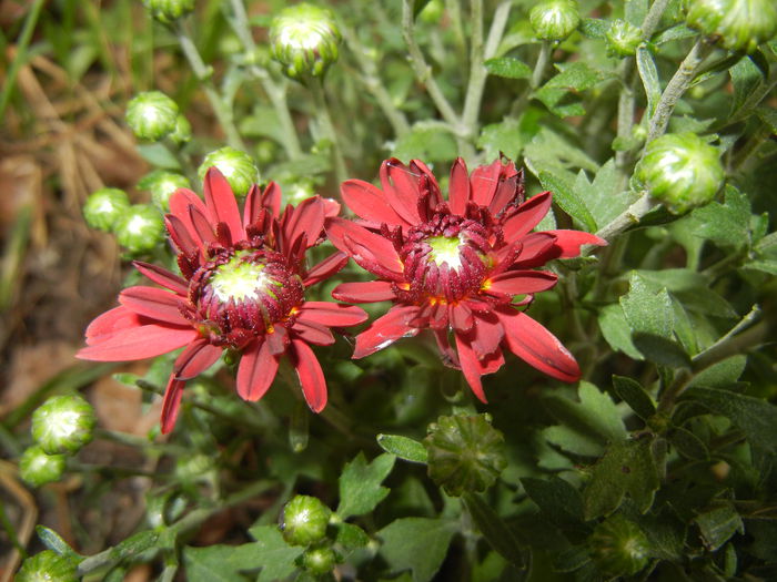 Red Chrysanthemum (2014, Sep.12)