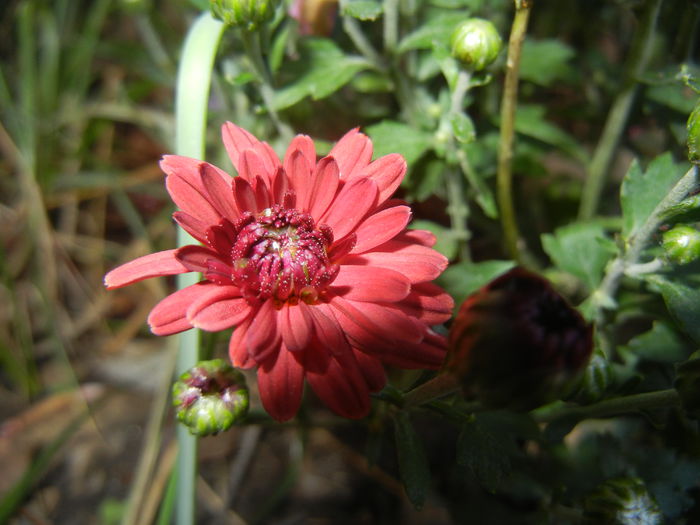 Red Chrysanthemum (2014, Sep.25)