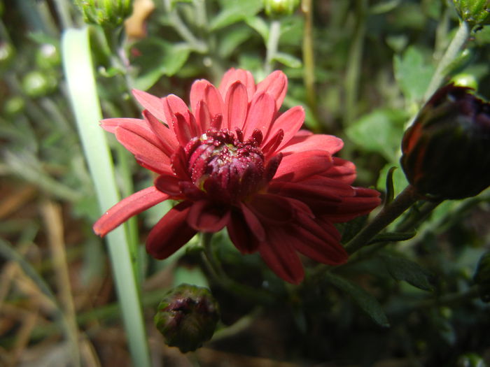Red Chrysanthemum (2014, Sep.25)