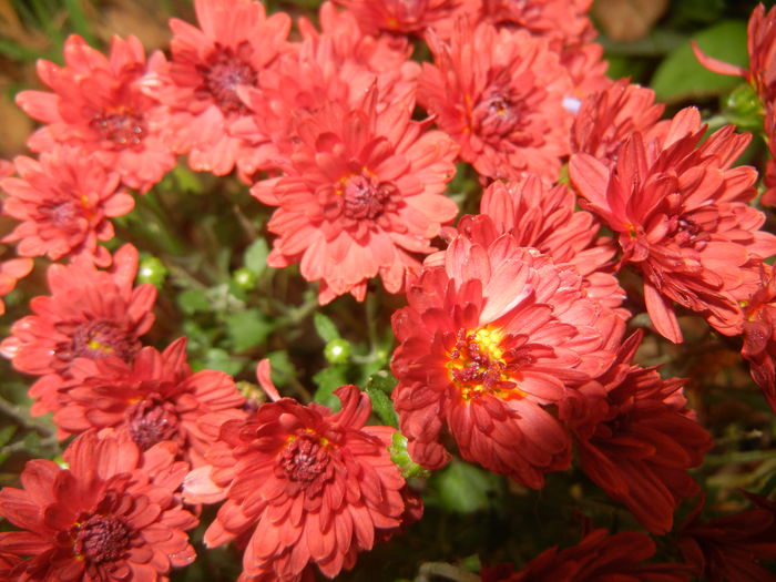 Red Chrysanthemum (2014, Oct.09)