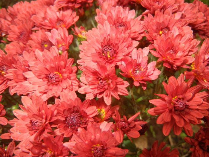 Red Chrysanthemum (2014, Oct.09)