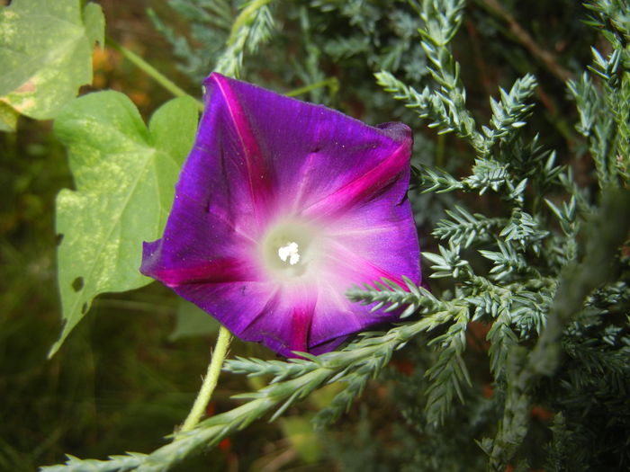 Morning Glory_Ipomoea (2014, Sep.15)