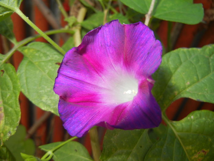 Morning Glory_Ipomoea (2014, Sep.25)