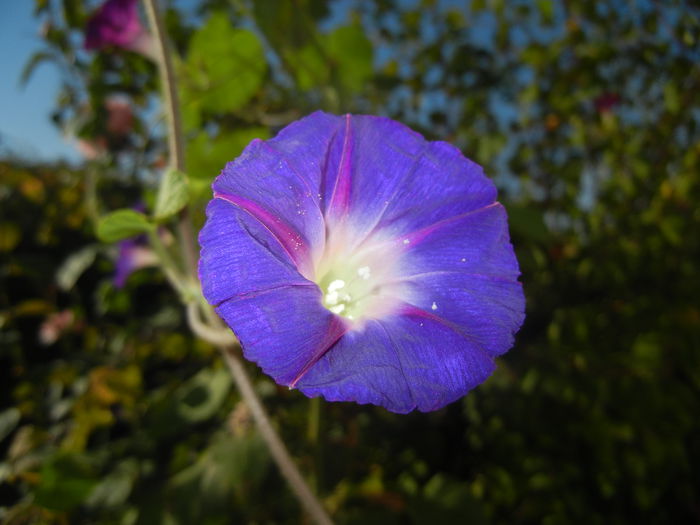 Morning Glory_Ipomoea (2014, Sep.25)