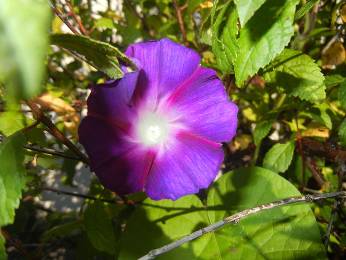 Morning Glory_Ipomoea (2014, Sep.25)