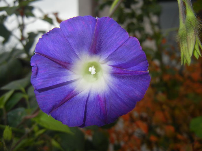 Morning Glory_Ipomoea (2014, Oct.09)