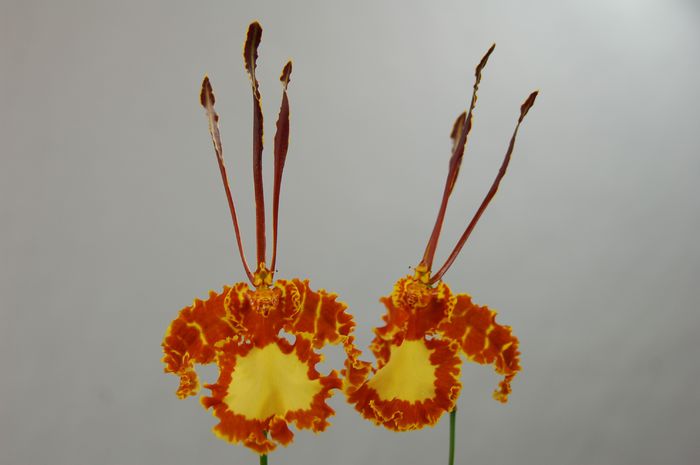 Psychopsis Mariposa 'Twins'