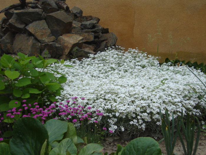 Cerastium-lana caprelor - flori de gradina