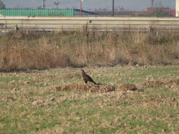 Şorecar comun; Buteo buteo
