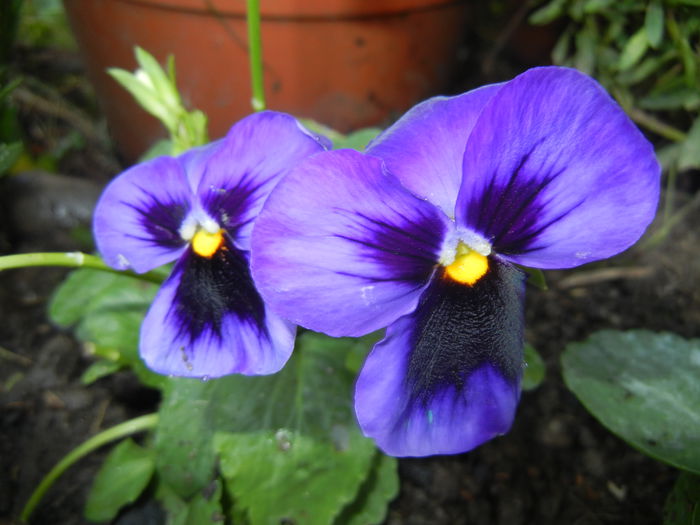 Swiss Giant Blue Pansy (2014, Sep.13)