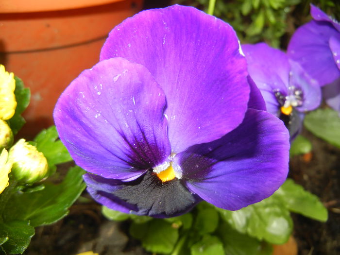 Swiss Giant Blue Pansy (2014, Sep.15)