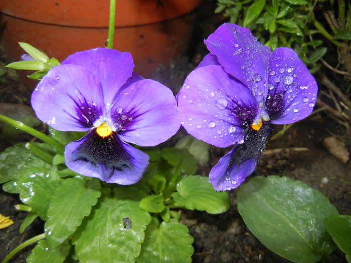 Swiss Giant Blue Pansy (2014, Sep.15)