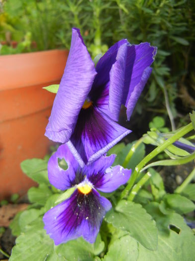 Swiss Giant Blue Pansy (2014, Sep.25)