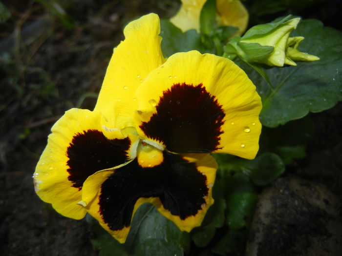 Swiss Giant Yellow Pansy (2014, Sep.13)