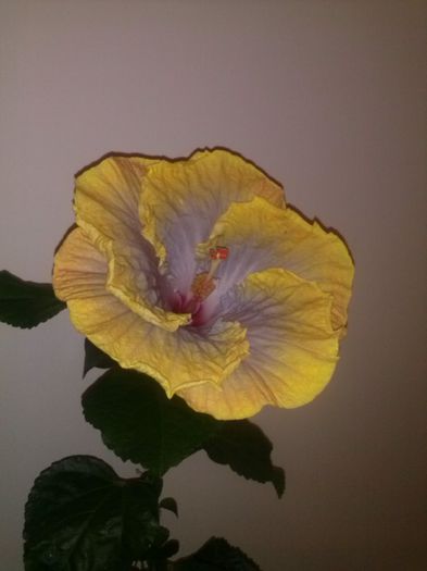 Creole Lady - HIBISCUS 2014