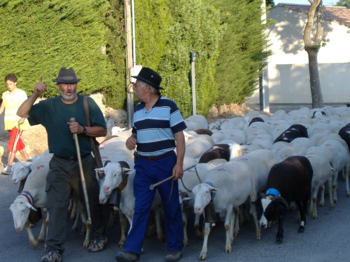 Pleaca oile in Franta la munte