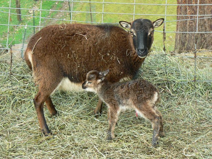 Oaie tanara Soay cu mielusel