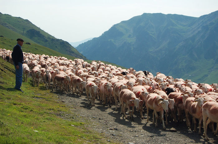 Spre muntii Pirinei cu oile - Rase de oi si capre-Poze deosebite 2