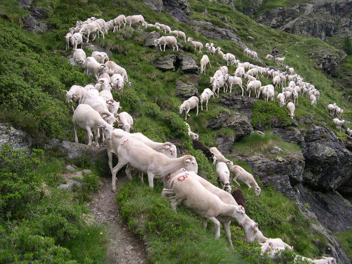 Oile in Pirinei - Rase de oi si capre-Poze deosebite 2