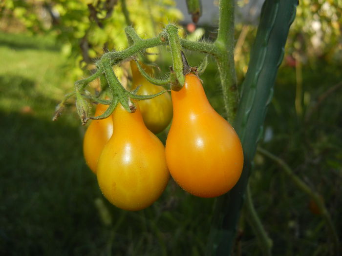 Tomato Yellow Pear (2014, September 25)
