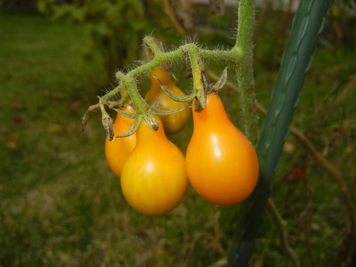 Tomato Yellow Pear (2014, October 09)