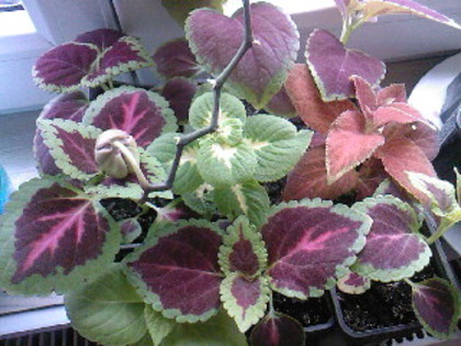 coleus din seminte