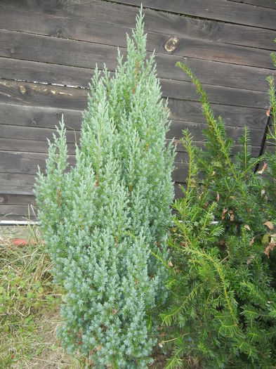 Chinese Juniper (2014, October 02) - Juniperus chinensis