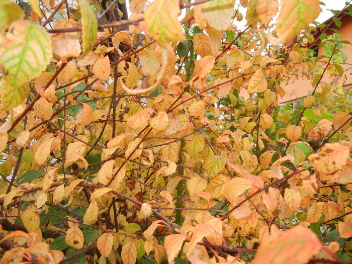 Prunus triloba (2014, October 09) - Prunus triloba