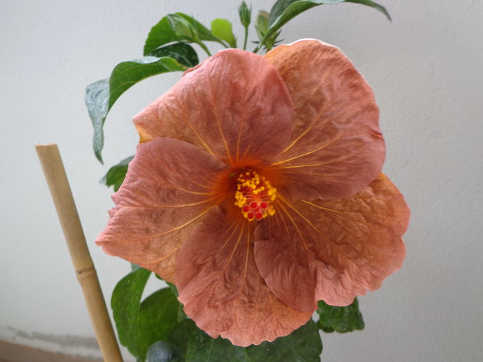 DSC04401 - HIBISCUS TOPAZ GLORY