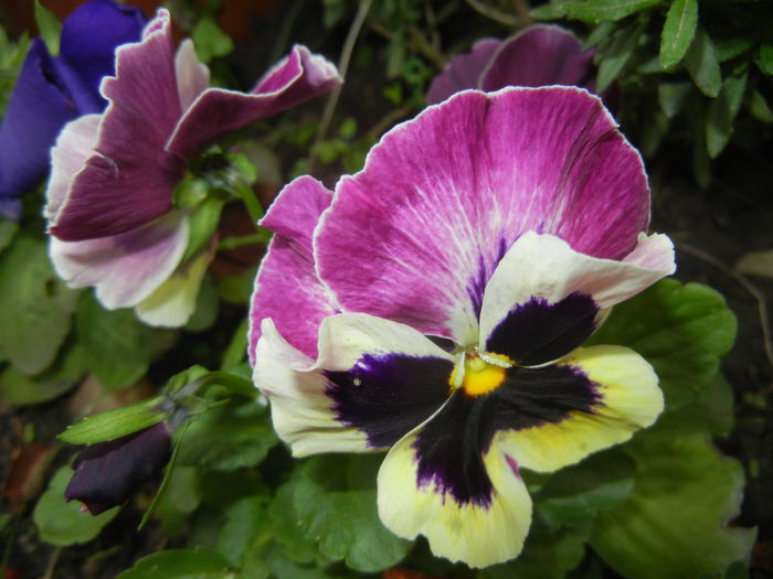 Pansy (2014, October 09) - PANSY_Viola x wittrockiana