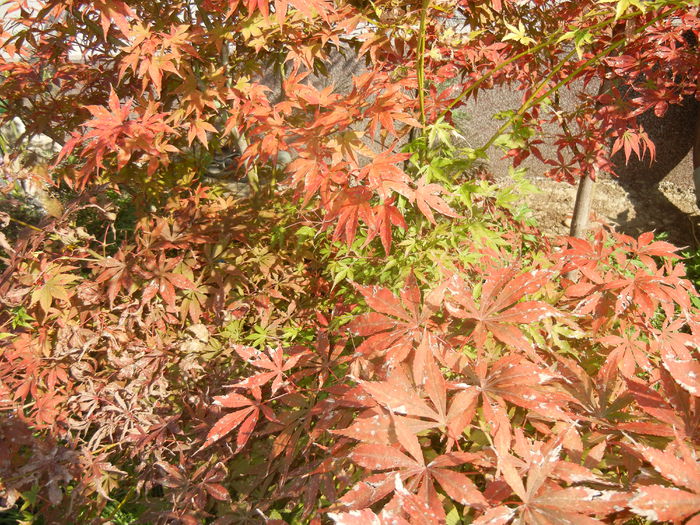 Acer palmatum Bloodgood (2014, Oct.19) - Acer palmatum Bloodgood