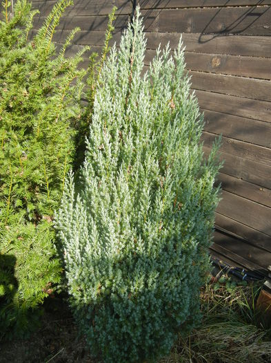 Juniperus chinensis Stricta (`14, Oct.19)