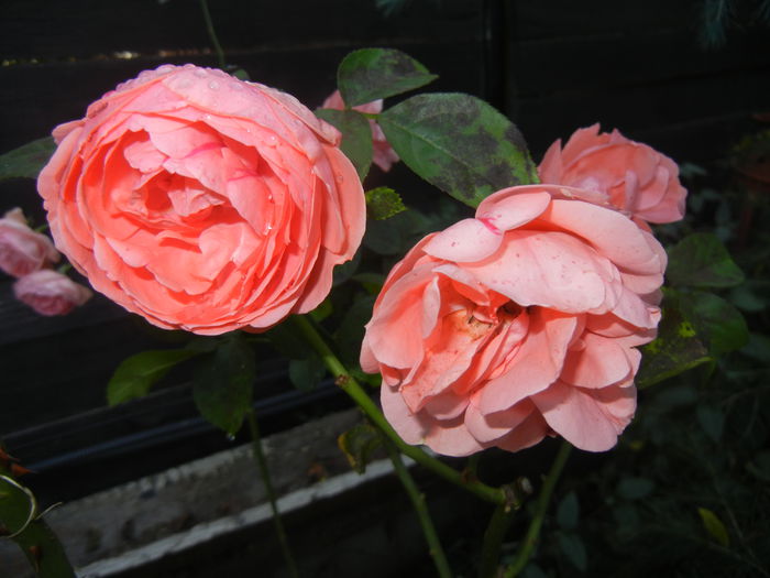 Rose Pleasure (2014, October 19)