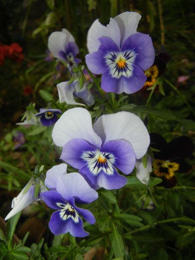 Pansy (2014, October 09)