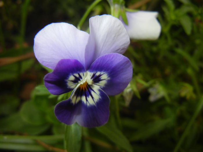 Pansy (2014, October 09)
