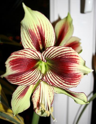 papillio1 - zz Amaryllis