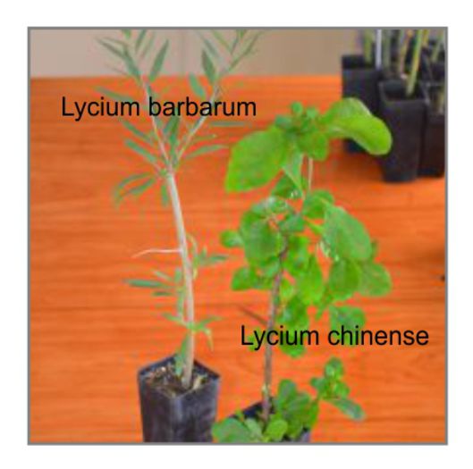 Lycium barbarum vs Lycium chinense