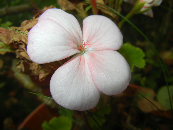 Light Pink Geranium (2014, Oct.17) - ZONAL Geraniums