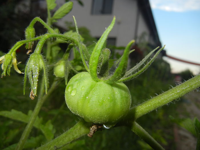 Tomato Rose de Berne (2014, June 23)