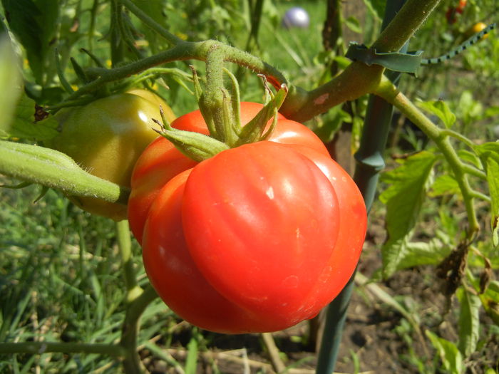 Tomato Rose de Berne (2014, July 19)