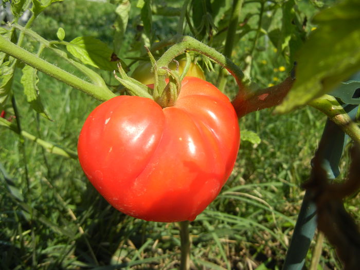 Tomato Rose de Berne (2014, July 19)