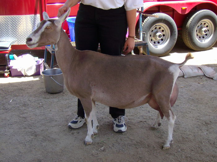 Toggenburg deosebit de sexy - Rase de oi si capre-Poze deosebite 2