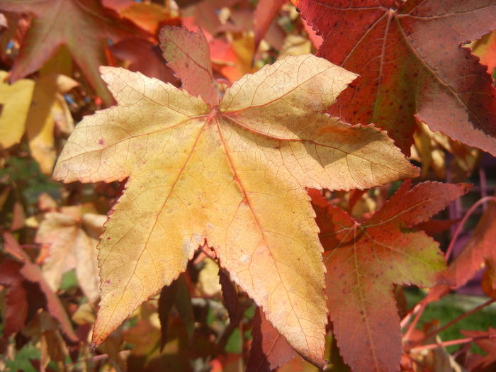 Liquidambar styraciflua (2014, Oct.19) - 03 AUTUMN Colors_Toamna