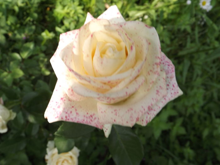DSCF3310 - Trandafiri