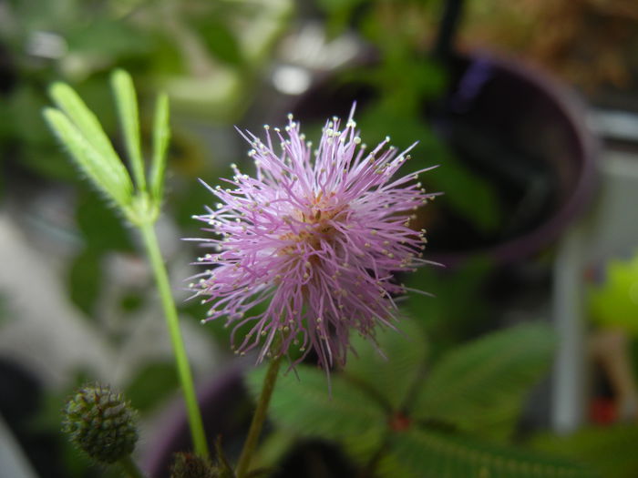 Mimosa pudica (2014, October 15)