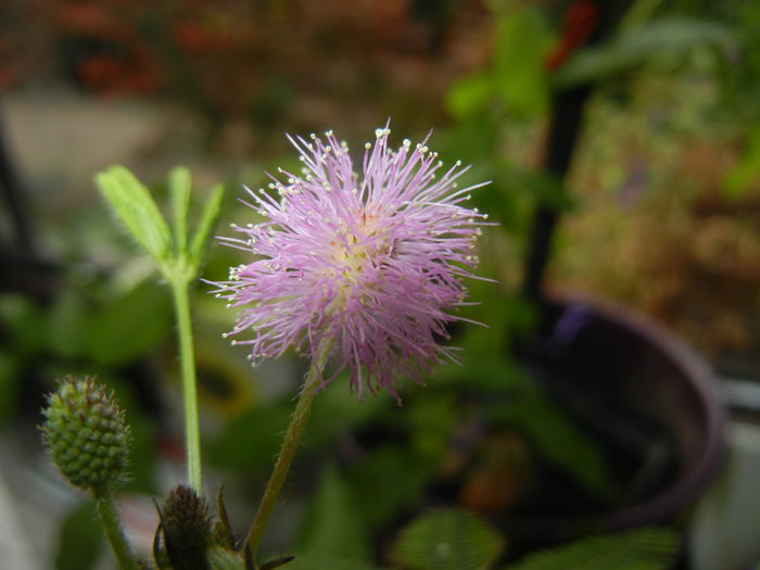 Mimosa pudica (2014, October 15)