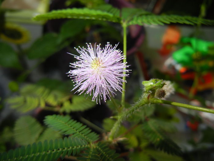 Mimosa pudica (2014, October 20)