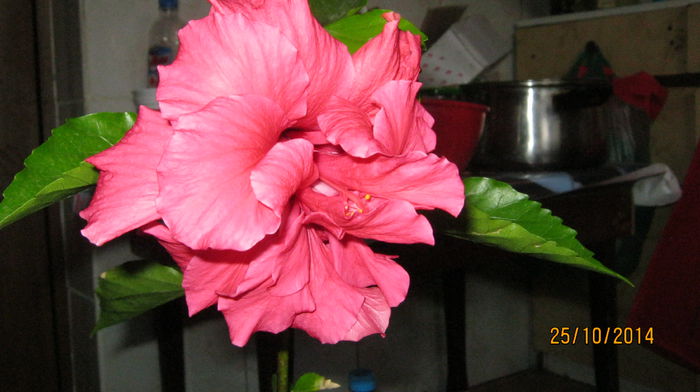 roz - hibiscus